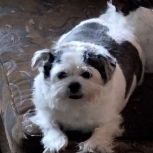 Meet your Posher, Samuel